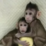 Scimmie clonate sfruttando il processo che ha portato alla nascita di Dolly