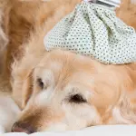 Prenditi cura di Fido: aumenta l’influenza canina