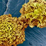 Una analisi del sangue "estremamente eccitante"