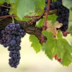 Super uva resistente ai parassiti: addio pesticidi?
