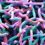 Nuova famiglia di antibiotici scoperta nella polvere