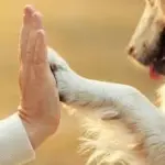 Pet therapy buona per chi combatte malattie mentali