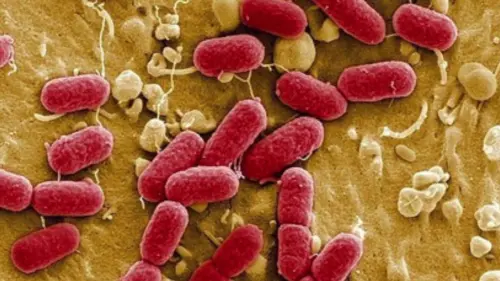 I germi cadono dal cielo?