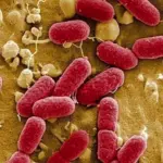 I germi cadono dal cielo?