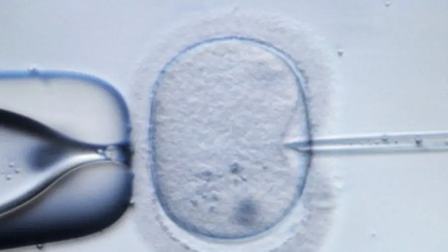 Gli scienziati creano le prime uova umane sviluppate dal laboratorio