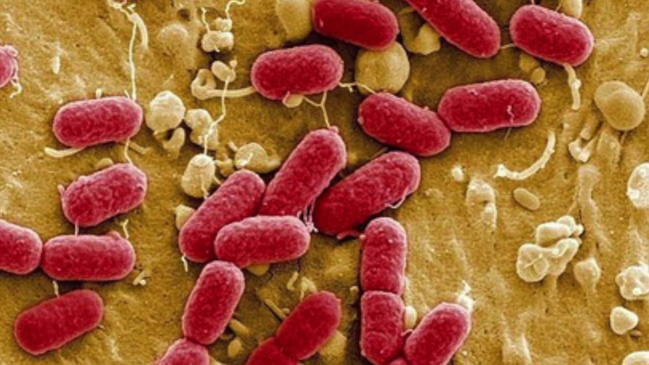 I germi cadono dal cielo?