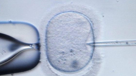 Gli scienziati creano le prime uova umane sviluppate dal laboratorio