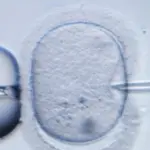 Gli scienziati creano le prime uova umane sviluppate dal laboratorio