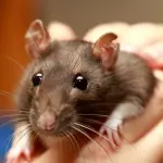 Hai un topo come animale da compagnia? Attenti a questo nuovo virus