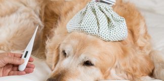 Prenditi cura di Fido: aumenta l’influenza canina