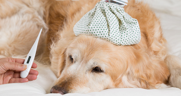 Prenditi cura di Fido: aumenta l’influenza canina