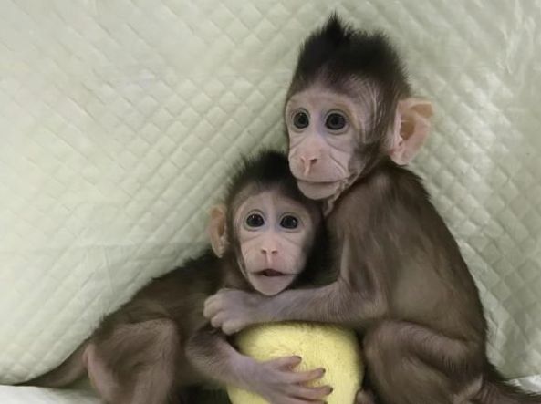 Scimmie clonate sfruttando il processo che ha portato alla nascita di Dolly