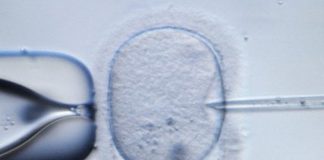 Gli scienziati creano le prime uova umane sviluppate dal laboratorio