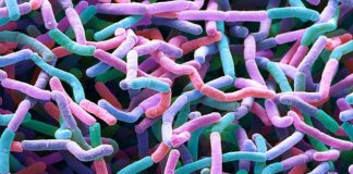 Nuova famiglia di antibiotici scoperta nella polvere