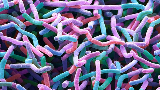 Nuova famiglia di antibiotici scoperta nella polvere