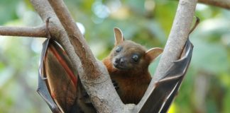 Ricerca sui pipistrelli per indizi sulla longevità