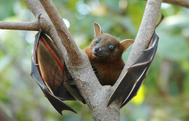 Ricerca sui pipistrelli per indizi sulla longevità