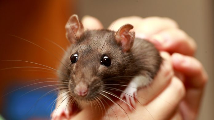 Hai un topo come animale da compagnia? Attenti a questo nuovo virus